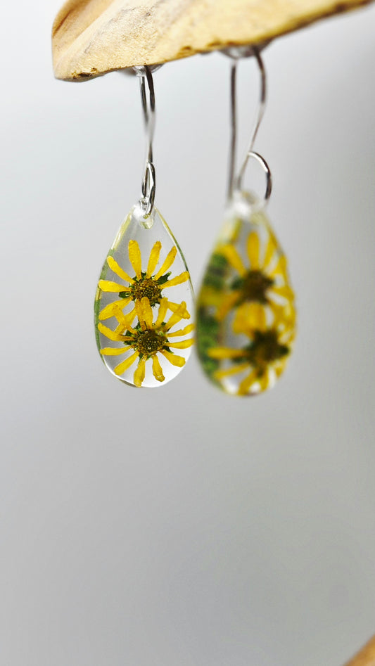 Sanvitalia Sunvy, Creeping Zinnia (Double)