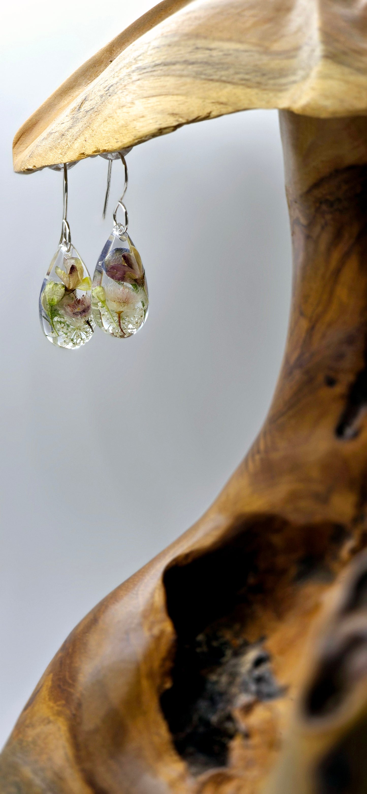 Specimens of Queen Anne's Lace, Delphinium, Hardenbergia and Featherflower.