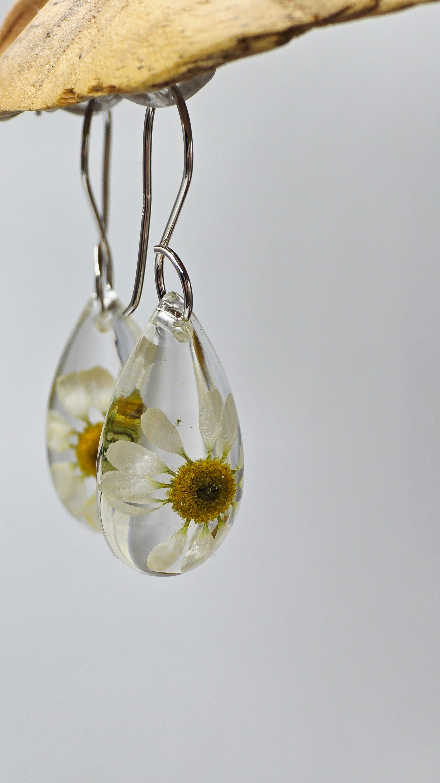 Earrings featuring wildflower specimens of Preserved Chamomile with .925 Sterling Silver Shepherd Hooks