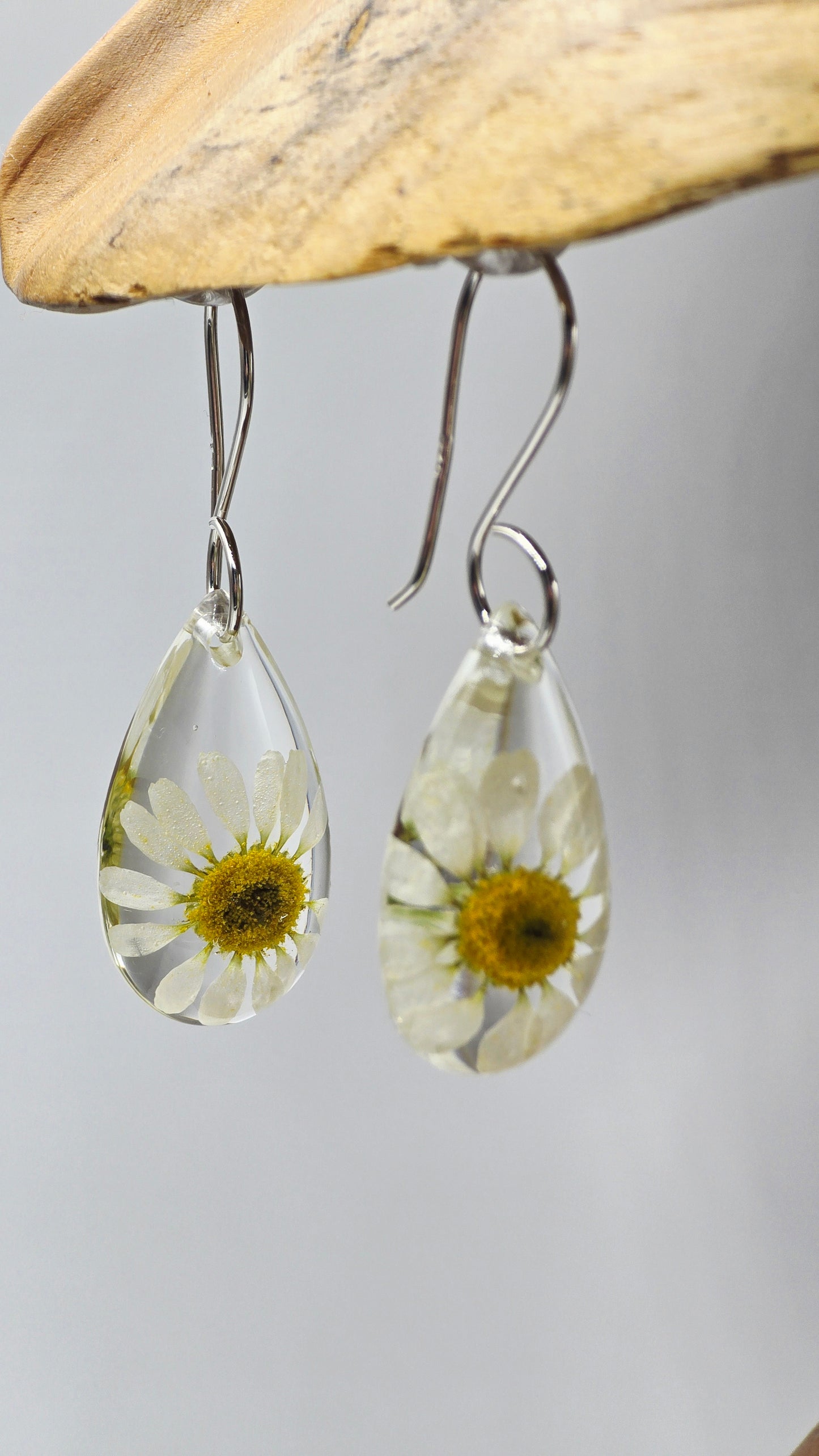 Earrings featuring wildflower specimens of Preserved Chamomile with .925 Sterling Silver Shepherd Hooks
