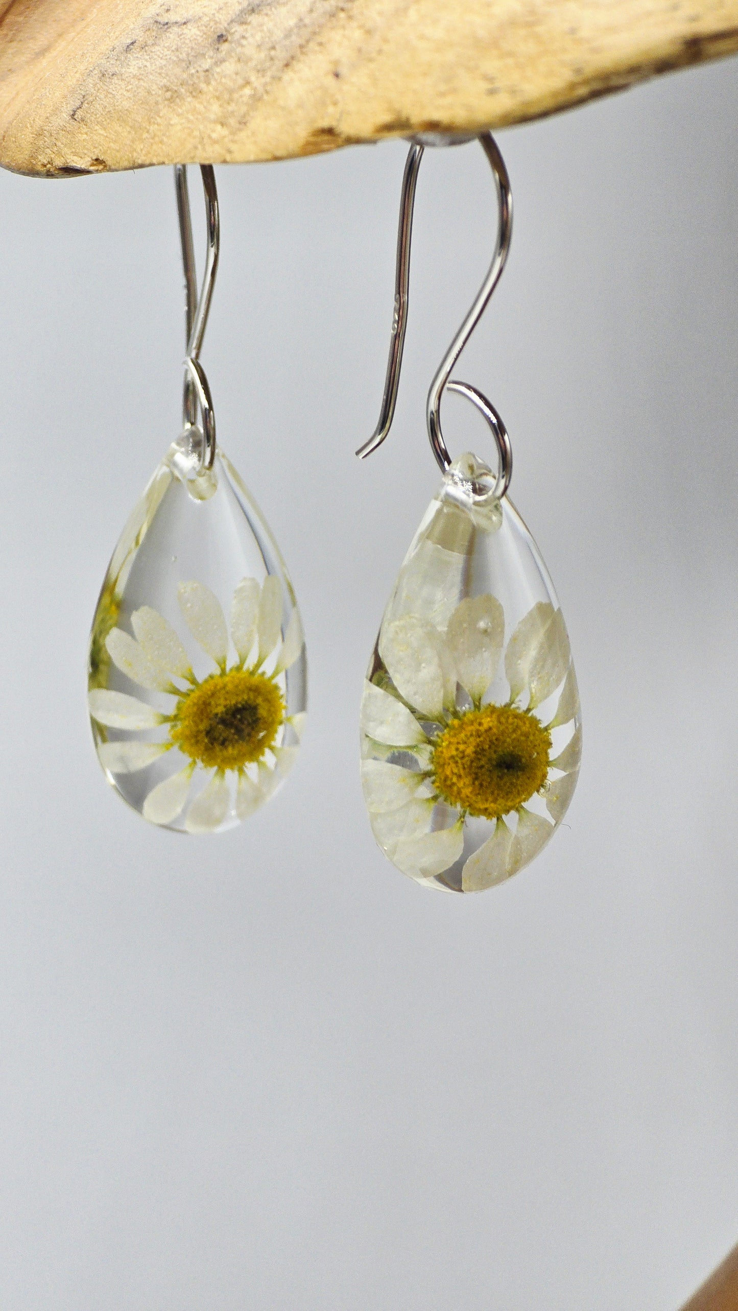 Earrings featuring wildflower specimens of Preserved Chamomile with .925 Sterling Silver Shepherd Hooks