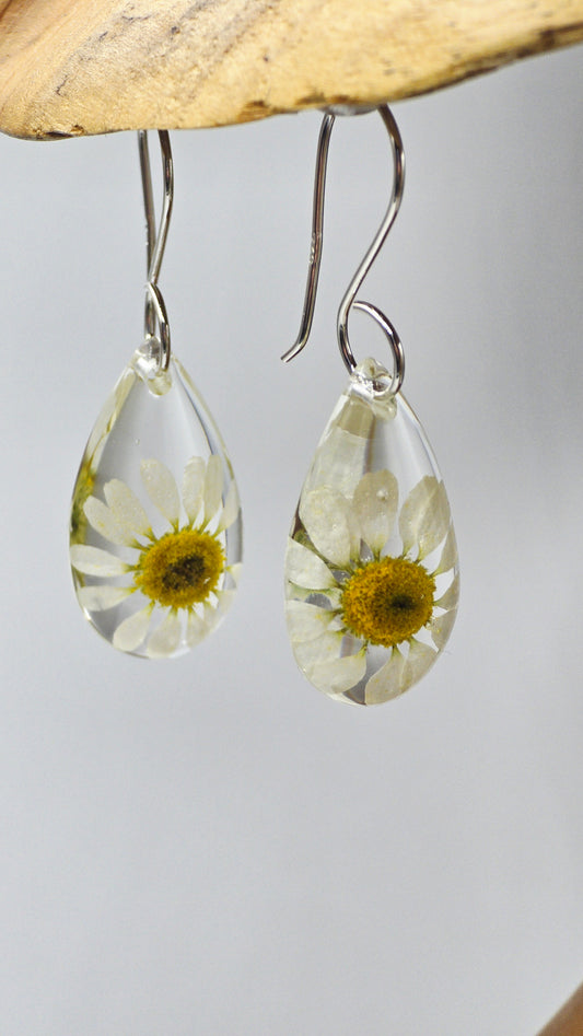 Earrings featuring wildflower specimens of Preserved Chamomile with .925 Sterling Silver Shepherd Hooks