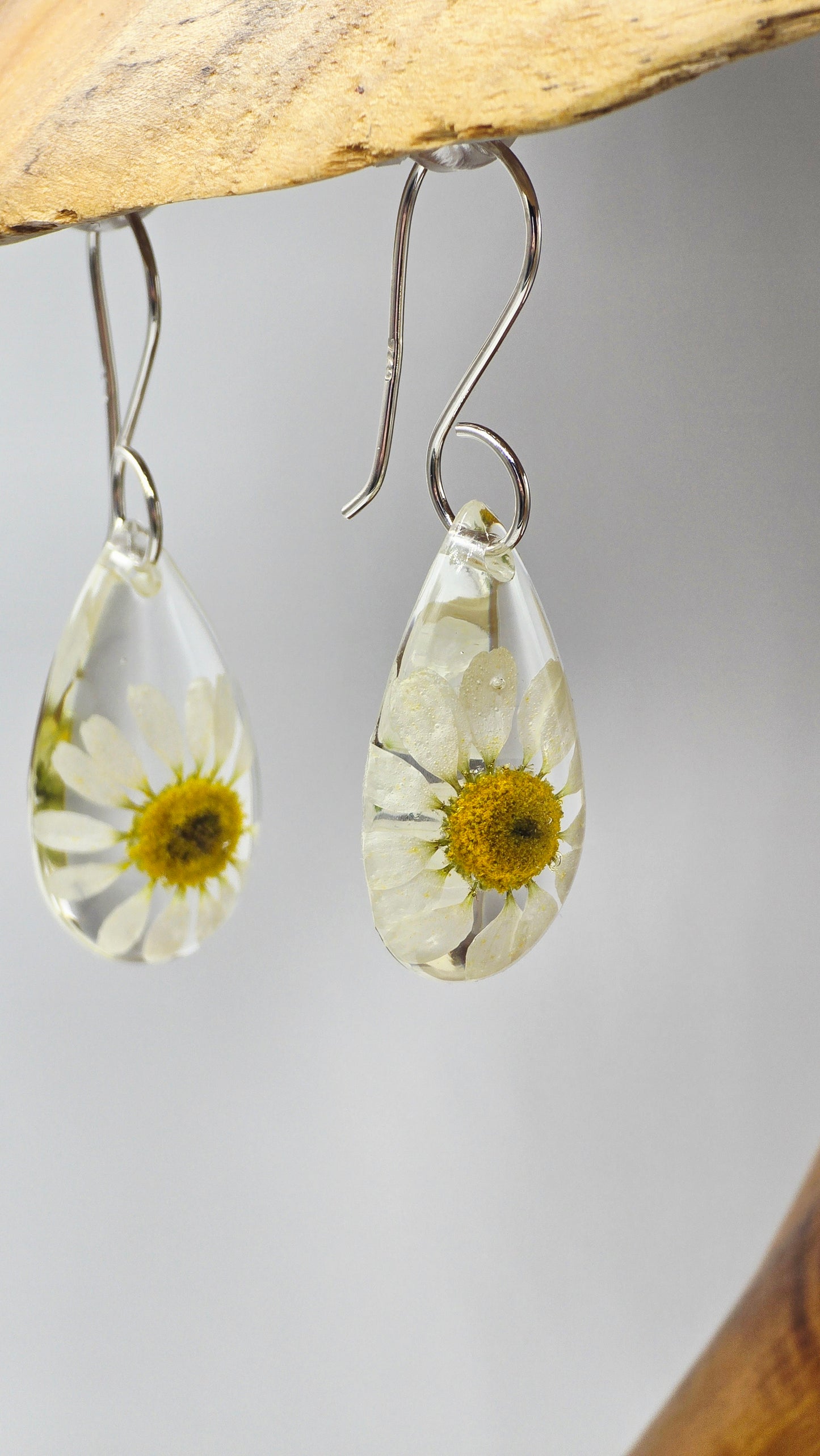 Earrings featuring wildflower specimens of Preserved Chamomile with .925 Sterling Silver Shepherd Hooks
