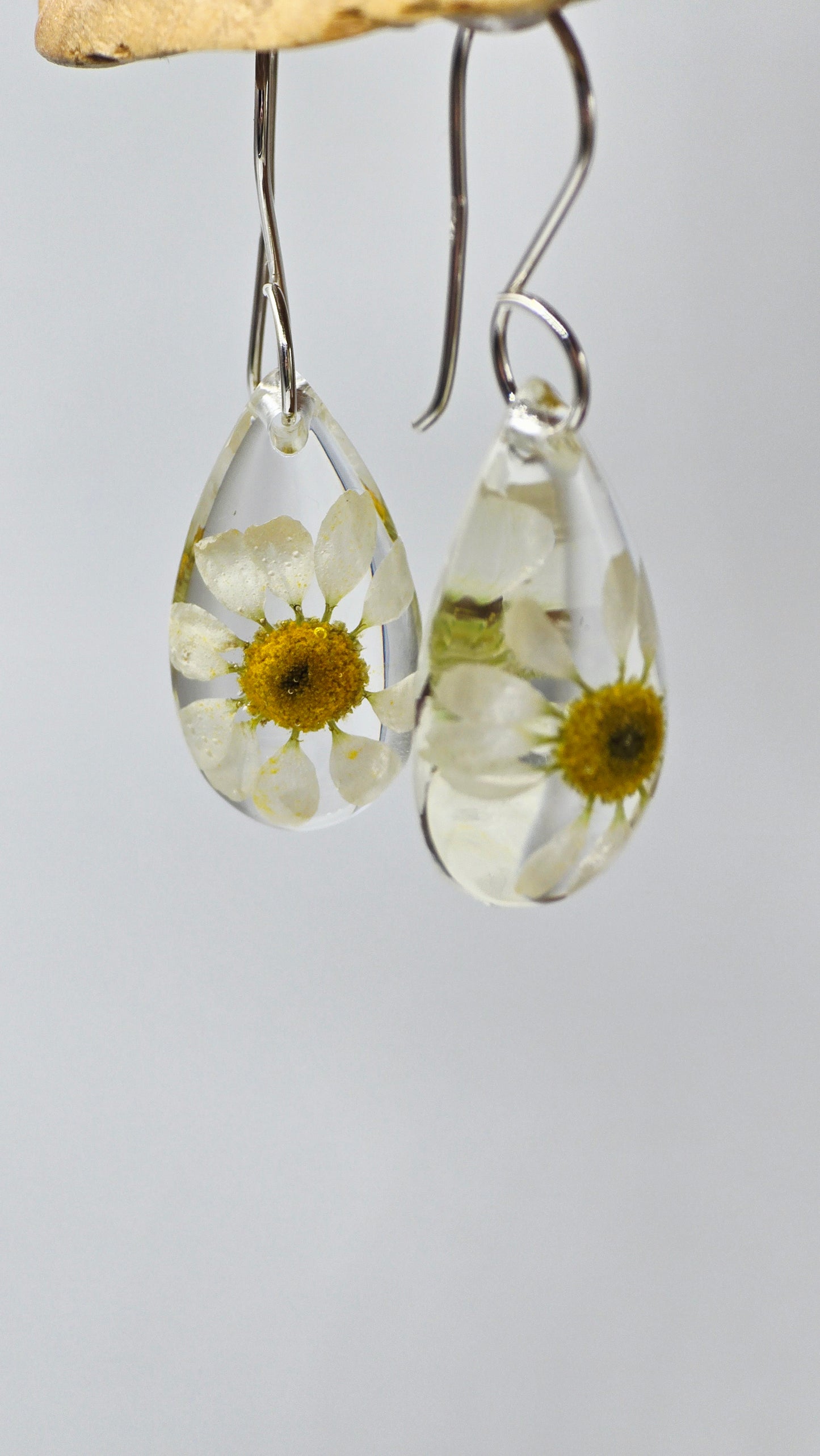 Earrings featuring wildflower specimens of Preserved Chamomile with .925 Sterling Silver Shepherd Hooks