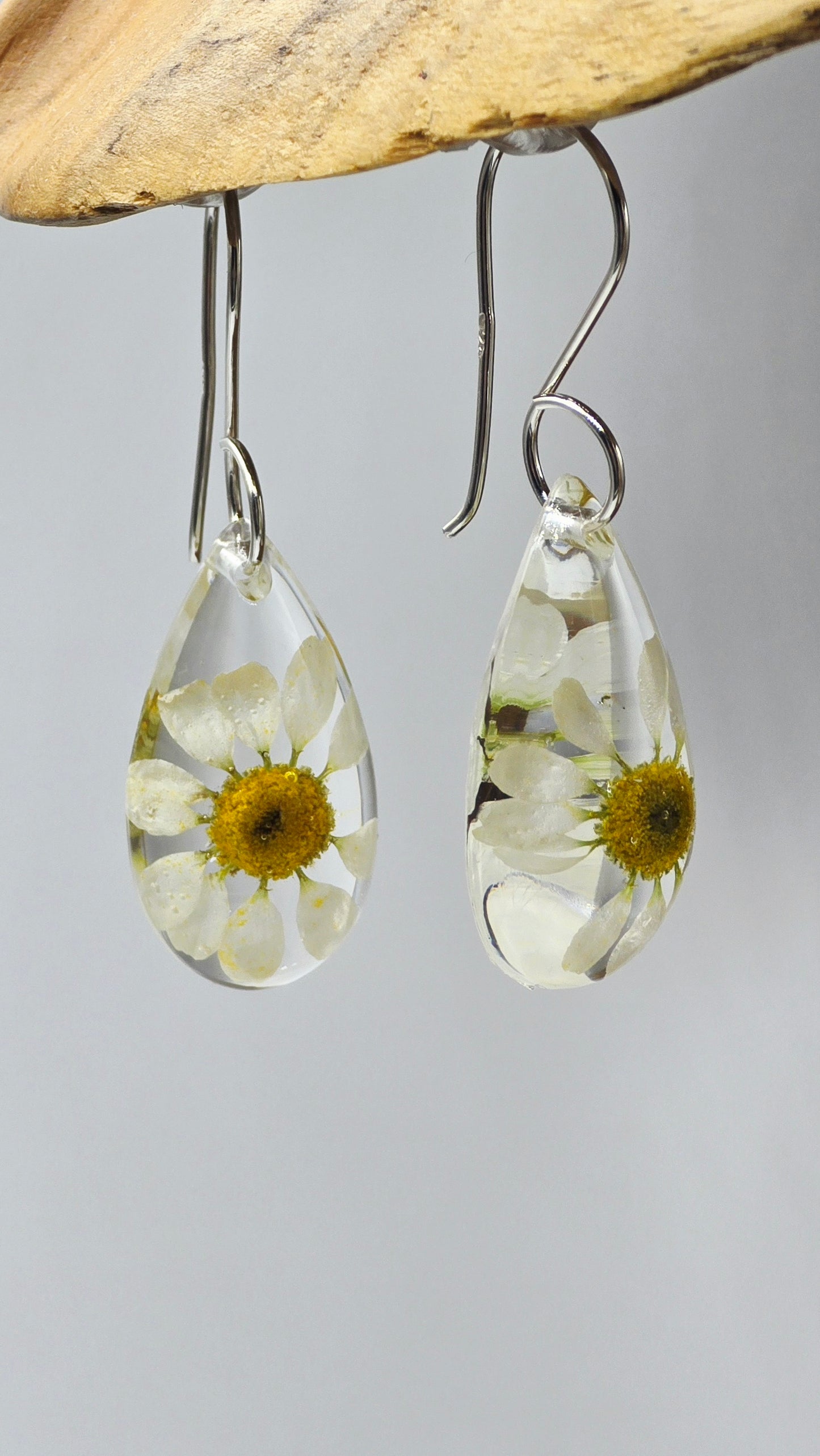 Earrings featuring wildflower specimens of Preserved Chamomile with .925 Sterling Silver Shepherd Hooks