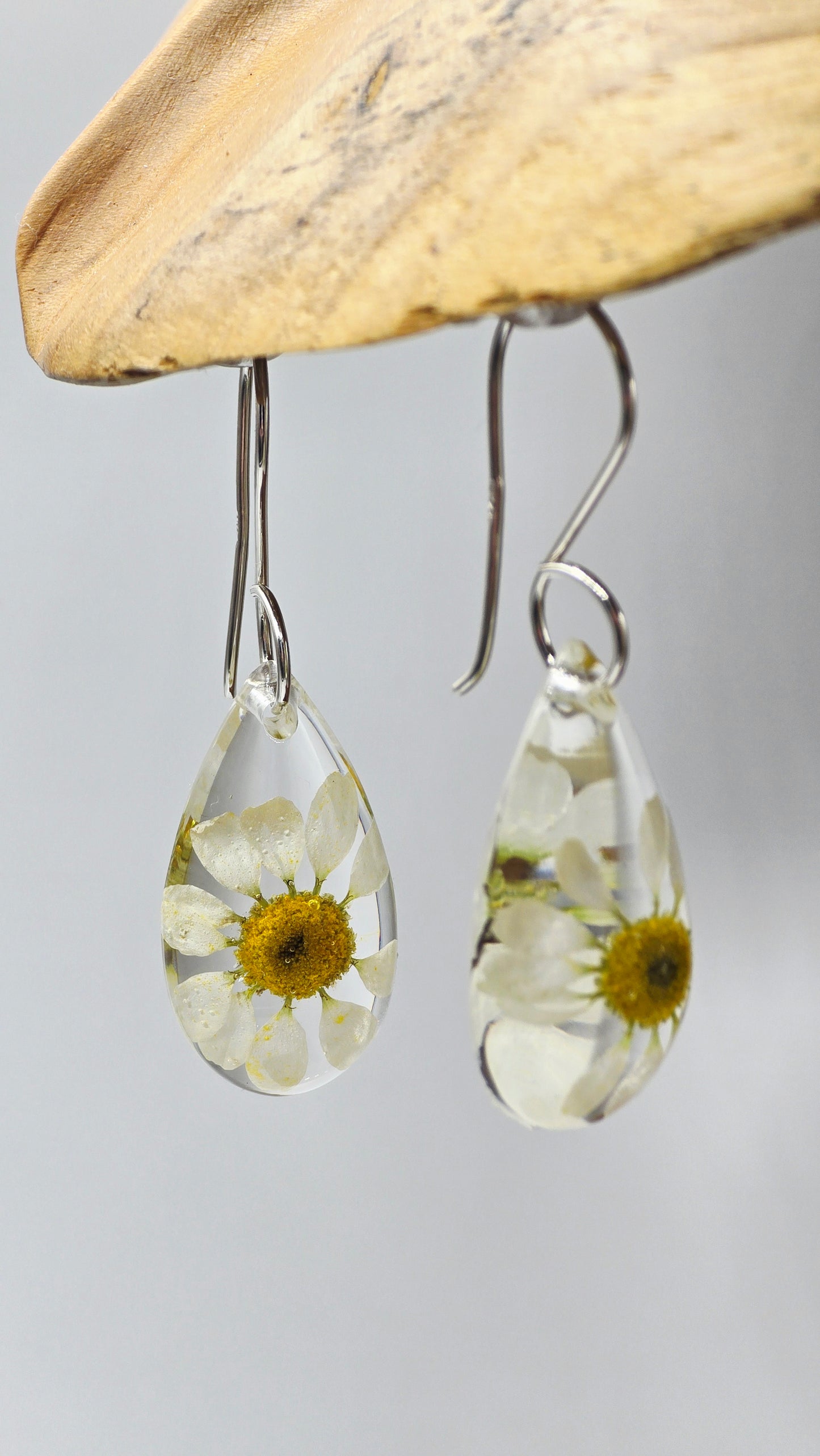 Earrings featuring wildflower specimens of Preserved Chamomile with .925 Sterling Silver Shepherd Hooks