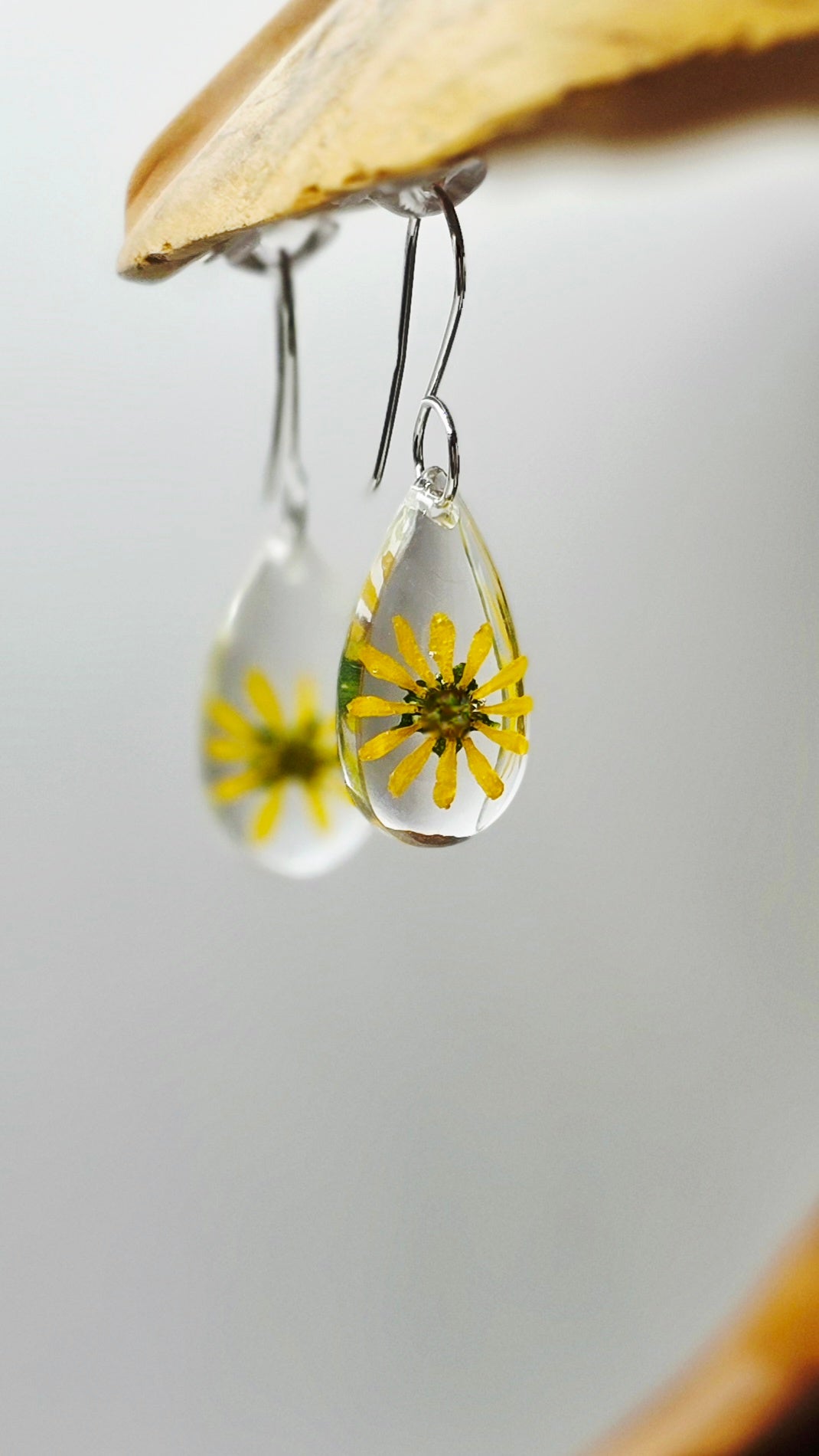 Sanvitalia Sunvy, Creeping Zinnia (Single)
